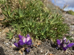 Lupinus pubescens