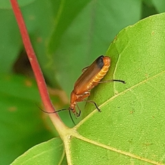 Rhagonycha fulva