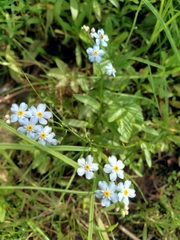 Myosotis