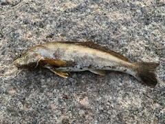 Menticirrhus saxatilis