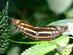Limenitidinae
