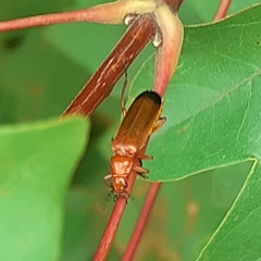 Rhagonycha fulva