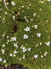 Arenaria dicranoides