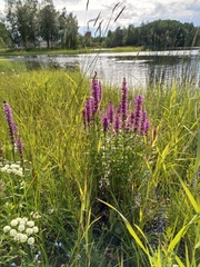 Lythrum salicaria