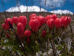 Gentianella rupicola