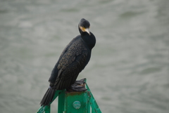 Phalacrocorax carbo