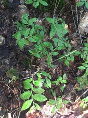 Vaccinium myrtilloides image
