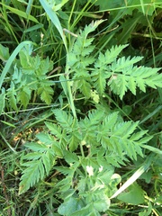 Anthriscus sylvestris