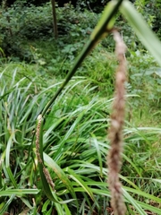 Carex pendula