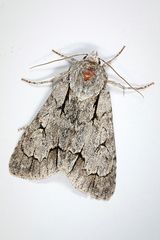 Acronicta psi