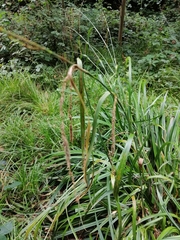 Carex pendula