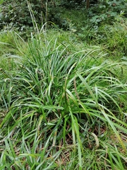 Carex pendula