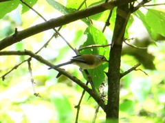 Actinodura cyanouroptera