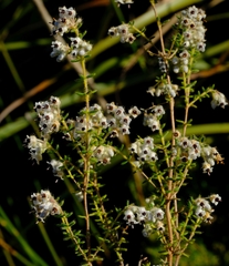 Erica perlata