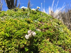 Gentianella nummulariifolia