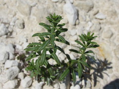 Galium semiamictum