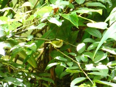 Abroscopus albogularis