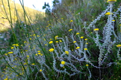 Helichrysum marifolium