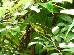 Abroscopus albogularis