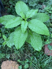 Phytolacca americana