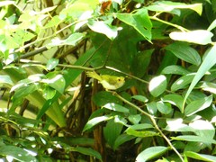 Abroscopus albogularis