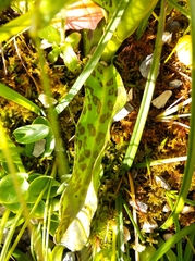Dactylorhiza majalis