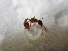 Tetramorium laevithorax