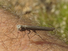 Perlamantis alliberti