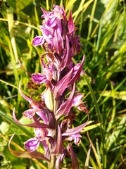 Dactylorhiza majalis