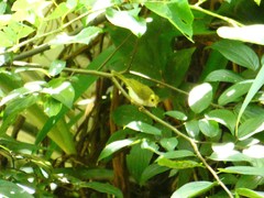 Abroscopus albogularis