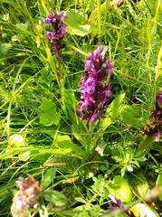 Dactylorhiza majalis