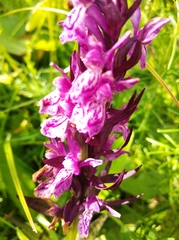 Dactylorhiza majalis