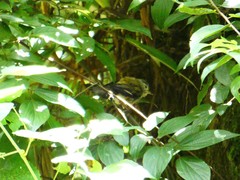 Actinodura cyanouroptera