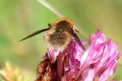 Bombylius minor