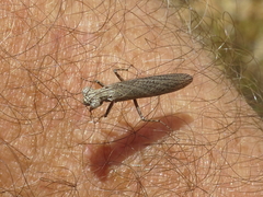 Perlamantis alliberti