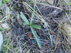 Ledebouria macowanii