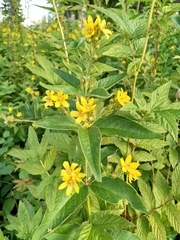 Lysimachia vulgaris