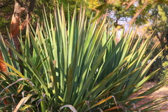Agave americana expansa