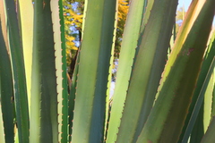 Agave americana expansa