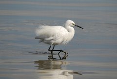 Egretta garzetta