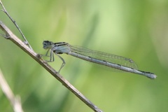 Enallagma durum
