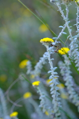 Helichrysum marifolium