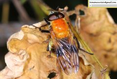 Volucella jeddona