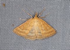 Psammotis pulveralis