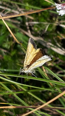 Isturgia limbaria