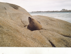 Arctocephalus pusillus