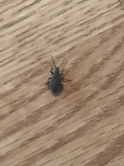 Otiorhynchus sulcatus