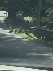 Branta canadensis