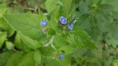 Pentaglottis sempervirens