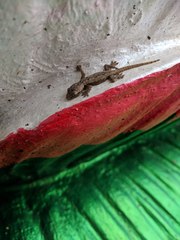 Hemidactylus platyurus